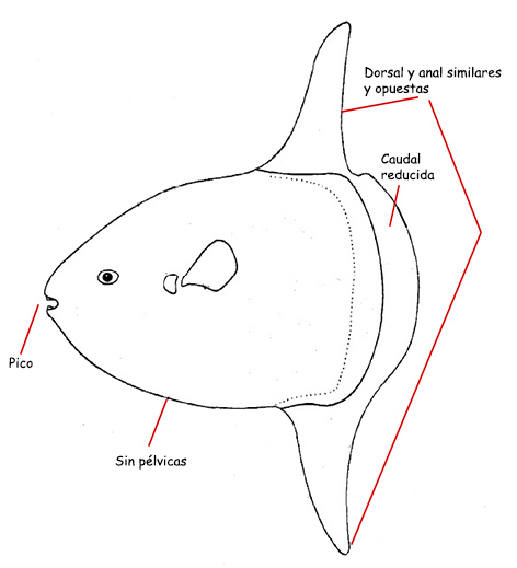Familia Molidae.jpg